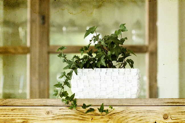 2014年の金運アップに効果的なアイテムは、観葉植物、金魚鉢、貝殻の3つ！