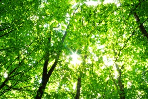 2014年開運壁紙　結婚運は大自然の写真を！