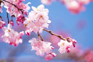 12星座別・春からの運勢＆幸せ呼ぶパワースポット　牡羊座は海、蠍座は思い出の地！