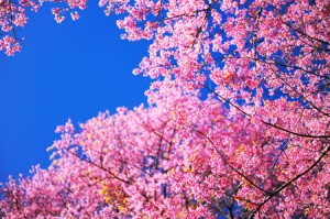 占い師が選ぶ、パワースポット効果のある桜の名所ベスト3