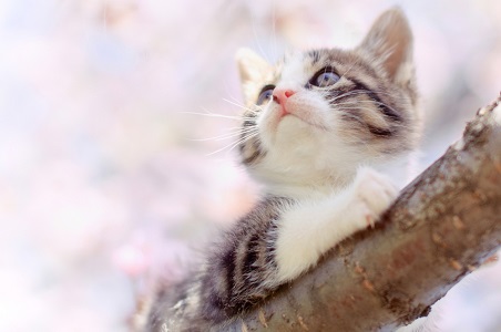 ツンデレ度がわかる「にゃんこ占い」！　ロシアンブルーはツンデレ!?