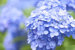 6月は恋の月、「アジサイ」の写真で恋愛運アップ！