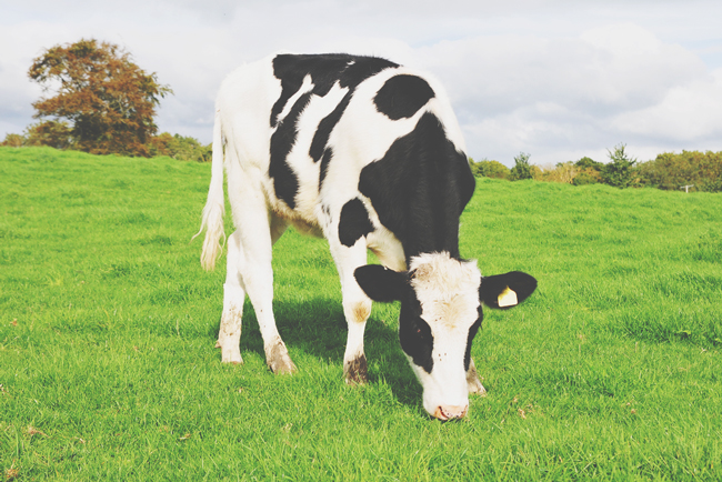 【開運壁紙】5月はコツコツ地道な月、「牧場の牛」を壁紙にしてパワーを充電しよう！