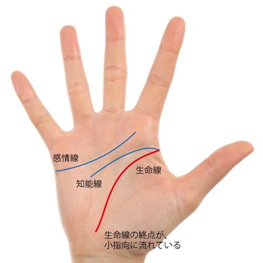 seimei-shuten-koyubi