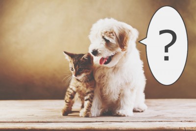未来のダンナ様がわかる【心理テスト】犬は猫になんて言ってる？