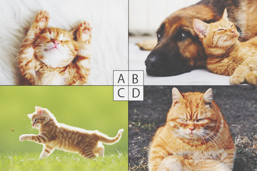 【心理テスト】好きな猫でわかる、男性に好かれるあなたのラブリーポイント