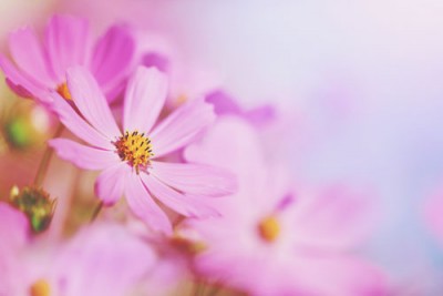 人生の花開がわかる【秋の花占い】