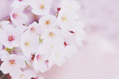 【心理テスト】「入学式」から連想したことでわかる、あなたの中の優れた感覚