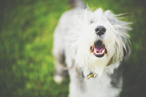 【夢占い】犬の夢は人間関係に何かが起きる暗示　犬に噛まれる夢は恋人とトラブルが！