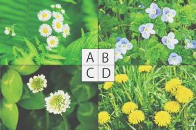 【心理テスト】道に咲いていた花は？　答えでわかる仕事への意欲