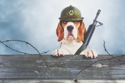 【心理テスト】番犬になったときの行動でわかるサバイバル適応法