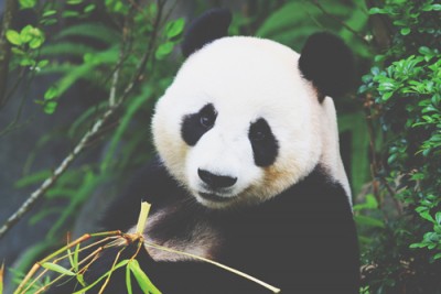 【心理テスト】パンダの寝相でわかる異性への願望