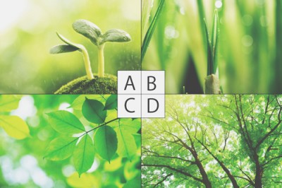 【心理テスト】新緑のイメージでわかるあなた若々しさ