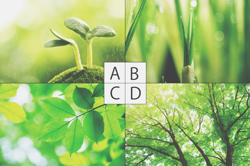 【心理テスト】新緑と聞いてイメージするのは？　答えでわかるあなた若々しさ