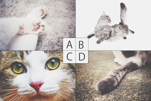 【心理テスト】猫のどこが好き？　答えでわかるあなたを狂わせる男性