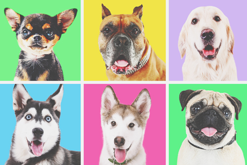 12星座【もしも犬になったら？】牡牛座は噛みついたら離さない「ブルドッグ」！