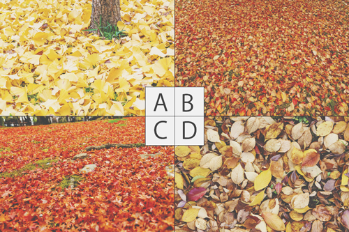 【心理テスト】気になる落ち葉の写真でわかる、あなたの心のカサつき具合