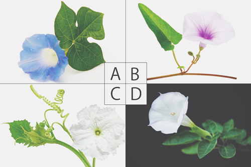 【心理テスト】魔法で花に変えられてしまうとしたら？　答えでわかる恋するあなたの素顔