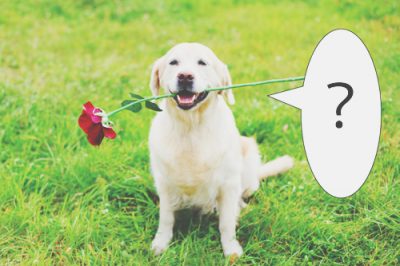 【心理テスト】犬との会話でわかる理想の男性