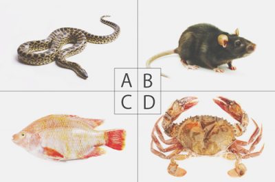 【心理テスト】宝箱の中の意外な中でわかる臨時収入運