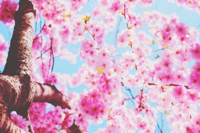 グループ内での役割がわかる【お花見担当占い】