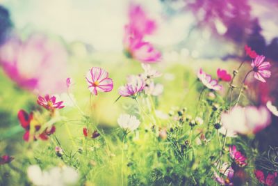 占星術家・橘さくらが教えるこの春、起きること