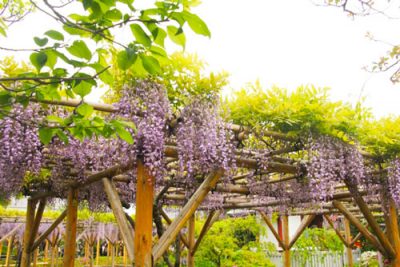 【GW東京パワースポット】恋愛運は『亀戸天神社』藤まつり