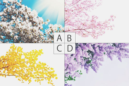 【心理テスト】魔法で咲かせたい花はどれ？　答えでわかるあなたの「魅せたい私」