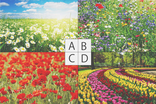 【心理テスト】お花畑と聞いて思い浮かべる情景は？　答えでわかるあなたの妄想力