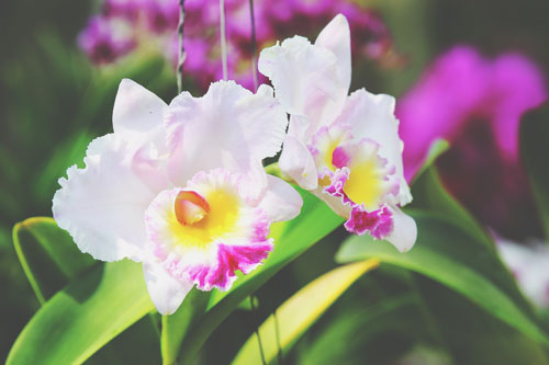 【5月の開運壁紙】恋愛運は「カトレヤ」、金運は「金のシャシホコ」の写真で運気アップ！