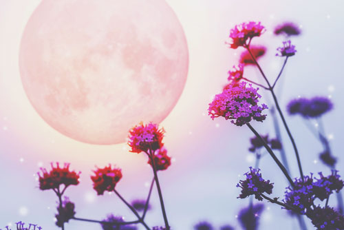 5月11日は蠍座のウエサク満月　かたくなな心を手放して、大胆な変化を受け入れよう