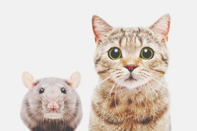 【心理テスト】猫とネズミの関係でわかる年下への対応