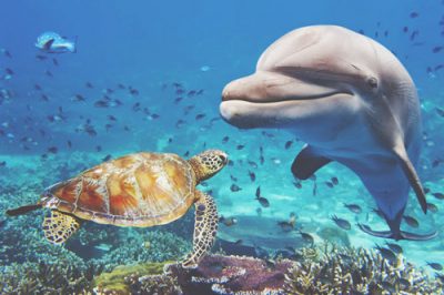 【夢占い】イルカやクジラ、海の生き物が暗示することとは？