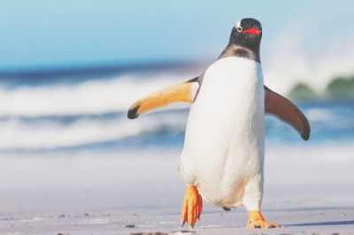 【9月の開運壁紙】恋愛運は「ペンギン」、金運は「桃」の写真で運気アップ！