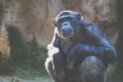 【心理テスト】『猿の惑星』でわかる恋の危機の深刻度