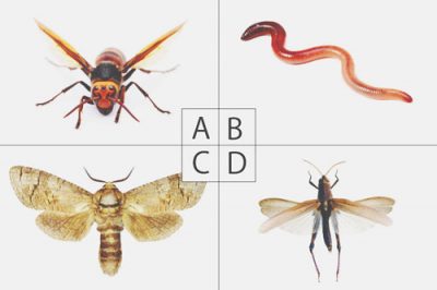 【心理テスト】嫌いな虫でわかる絶対に守るべきこと