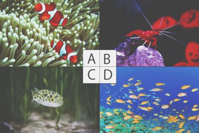 【心理テスト】飼いたい熱帯魚でわかるあなたの理想の相手