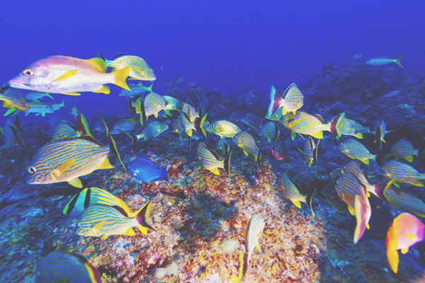 秘められた潜在能力がわかる【魚占い】マンボウ、イワシ、サメ……あなたはどの魚？