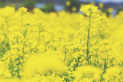 【3月の開運壁紙】金運は「菜の花」の写真！