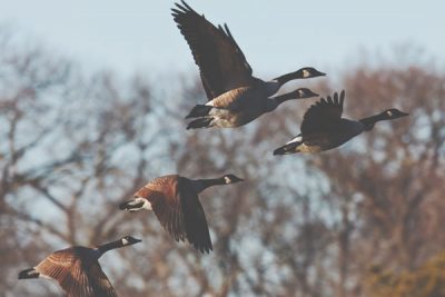 【心理テスト】飛んで行った鳥の数と方角でわかる、近いうちに入る報せと吉凶