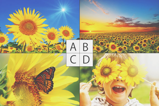 【心理テスト】好きなひまわりの写真はどれ？　答えでわかる、あなたの今のやる気