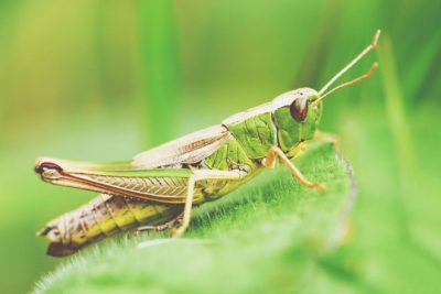 【夢占い】バッタの夢は努力が実を結ぶ吉夢　虫の夢が暗示することとは？
