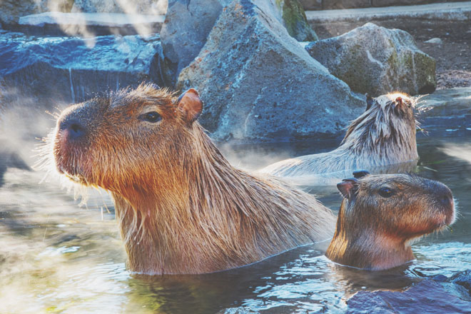 【動物園占い】パンダ、ゾウ、カピバラ……あなたを動物園の人気者にたとえると？