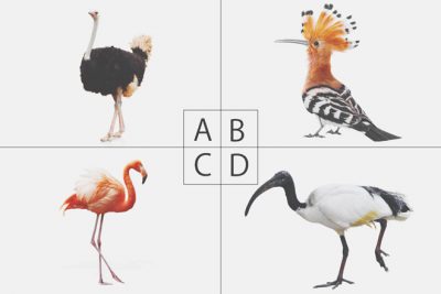【心理テスト】選んだ鳥でわかる、あなたの恋に対する忠告