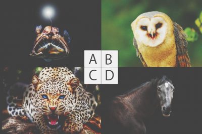 【心理テスト】変身したい生き物でわかる、あなたの強み