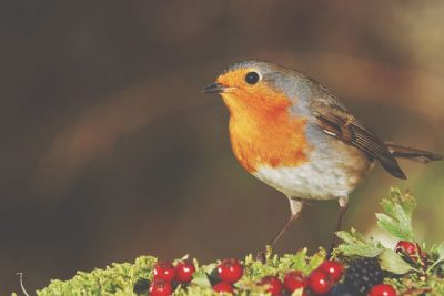 【2月の開運壁紙】恋愛運は「小鳥」、金運は「稲穂」の写真で運気アップ！