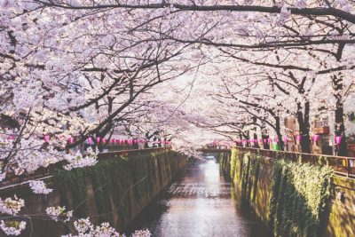 【4月の開運方位】ラッキー方位は「西」、川辺の花見が吉！