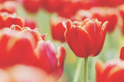 【夢占い】春に咲く花の夢が暗示すること　チューリップの夢は新たな恋の予感！