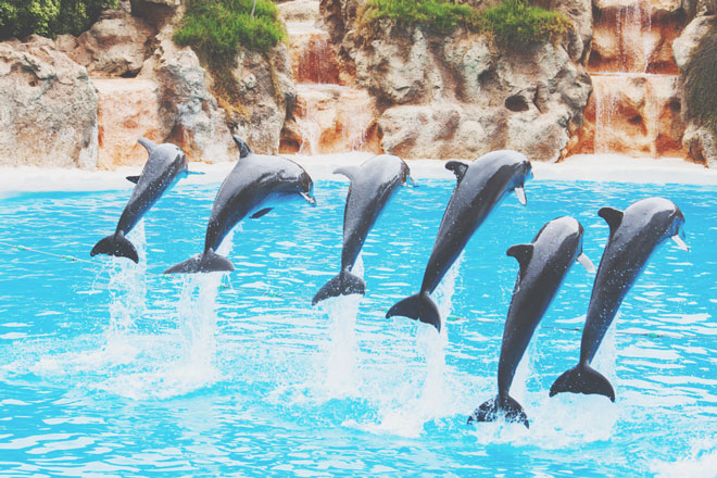 【6月の開運方位】ラッキー方位は「北」、水族館でイルカショーを楽しもう！