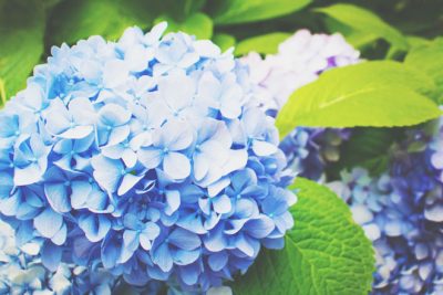 アジサイを逆さに吊るすと金運を呼ぶ!?